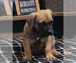 Small #10 Breeder Profile image
