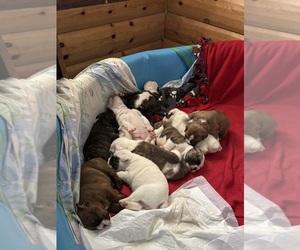 Olde English Bulldogge Dog Breeder near ALDEN, MN, USA
