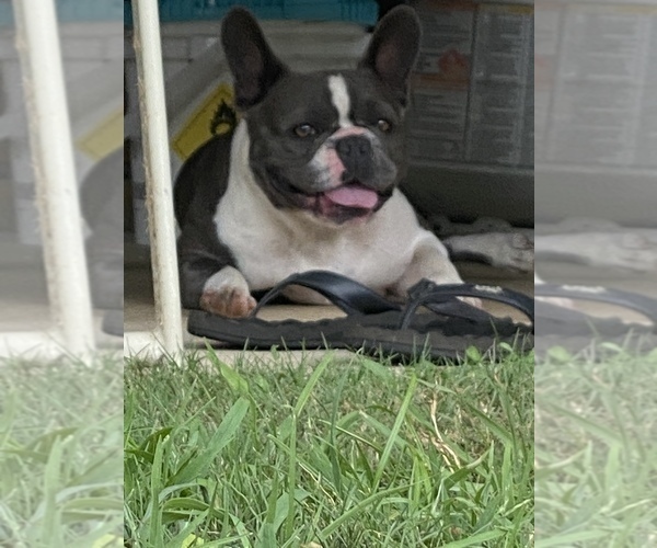 Medium Photo #16  Breeder Profile in GRIFFIN, GA, USA