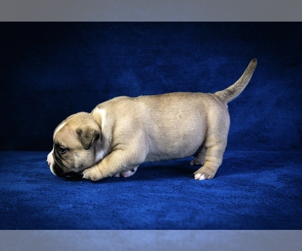 Medium Photo #14  Breeder Profile in ATLANTA, GA, USA