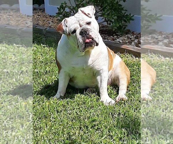 Medium Photo #1  Breeder Profile in PANAMA CITY BEACH, FL, USA