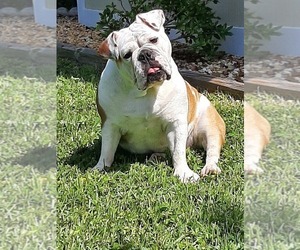 Bulldog Dog Breeder near PANAMA CITY BEACH, FL, USA