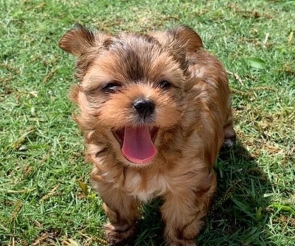 Medium Photo #1  Breeder Profile in IRVING, TX, USA