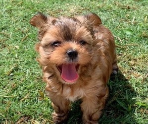 Yorkshire Terrier Dog Breeder near IRVING, TX, USA