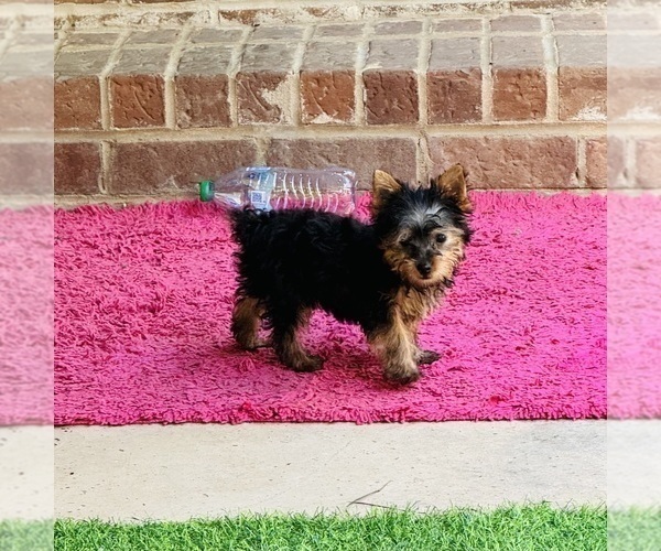 Medium Photo #11  Breeder Profile in BROOKHAVEN, MS, USA