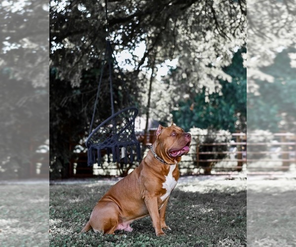 Medium Photo #14  Breeder Profile in GOSHEN, KY, USA