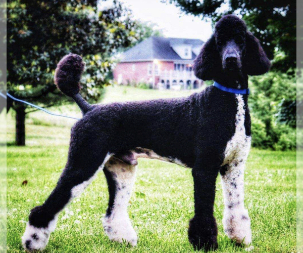 Medium Photo #20  Breeder Profile in BRANDON, FL, USA