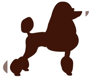Poodle (Standard) Dog Breeder in PORTERVILLE,  USA
