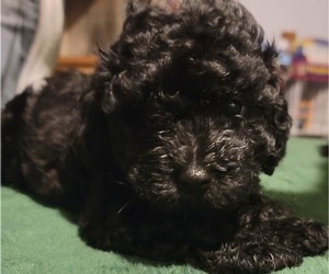 Cavapoo Dog Breeder near FLEMING ISLAND, FL, USA