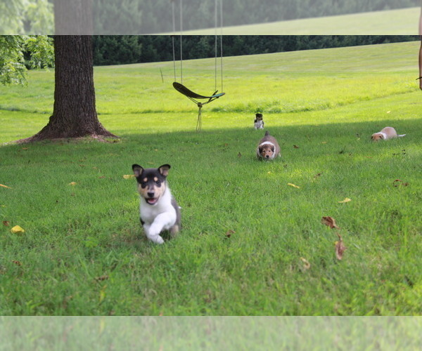 Medium Photo #1  Breeder Profile in PURCELLVILLE, VA, USA