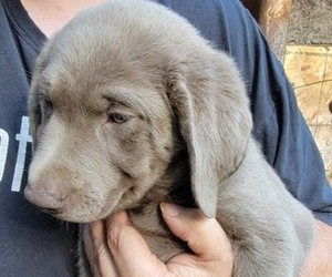 Labrador Retriever Dog Breeder near PRINCETON, MN, USA