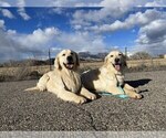 Small #1 Breeder Profile image