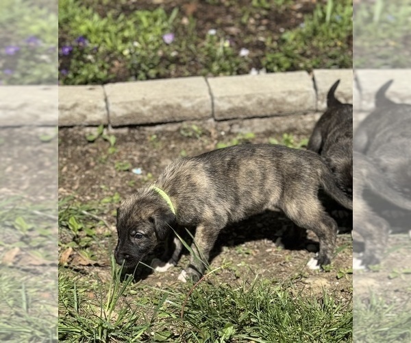 Medium Photo #15  Breeder Profile in HUSTONVILLE, KY, USA