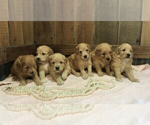 Pom-A-Poo Dog Breeder near SCANDIA, KS, USA