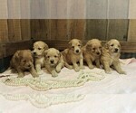 Small breeder photo