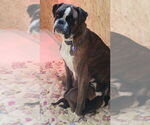 Small #4 Breeder Profile image