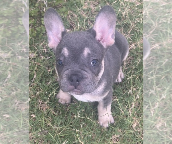 Medium Photo #2  Breeder Profile in MIAMI, FL, USA