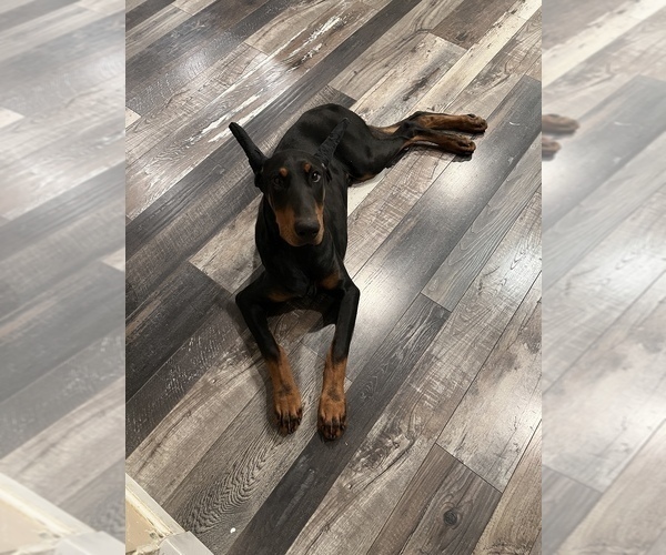 Medium Photo #1  Breeder Profile in STKN, CA, USA