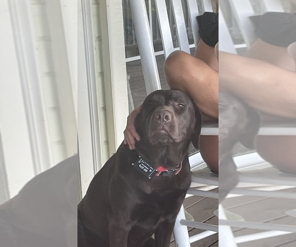 Medium Photo #11  Breeder Profile in TEMECULA, CA, USA