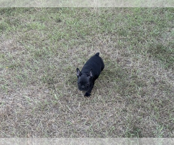 Medium Photo #8  Breeder Profile in LONGVIEW, TX, USA
