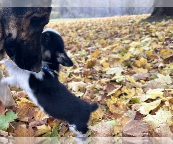 Medium Photo #11  Breeder Profile in PERKINSVILLE, VT, USA