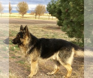 German Shepherd Dog Dog Breeder near BRIGHTON, CO, USA