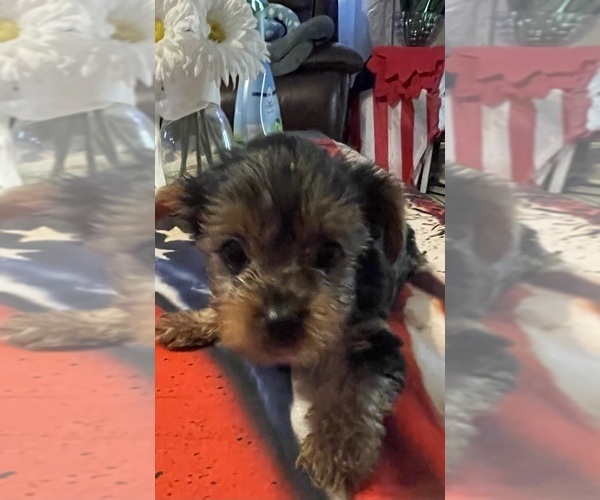 Medium Photo #1  Breeder Profile in RANCHO CORDOVA, CA, USA