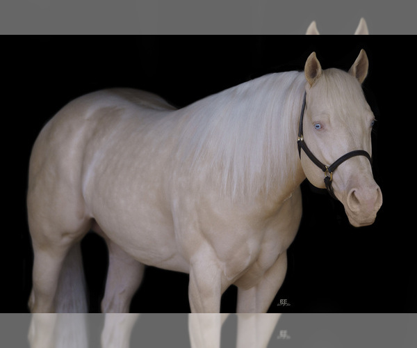 Medium Photo #1  Breeder Profile in YANCEY, TX, USA