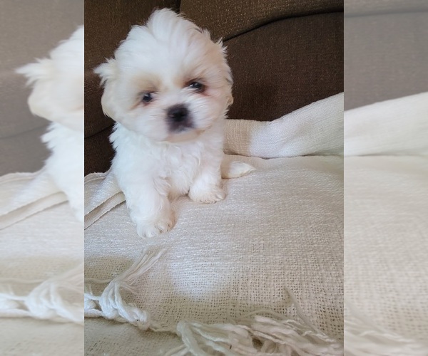 Medium Photo #1  Breeder Profile in LECANTO, FL, USA