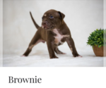 Small Photo #6  Breeder Profile in COON RAPIDS, MN, USA