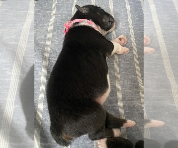 Medium Photo #6  Breeder Profile in ONAWAY, MI, USA