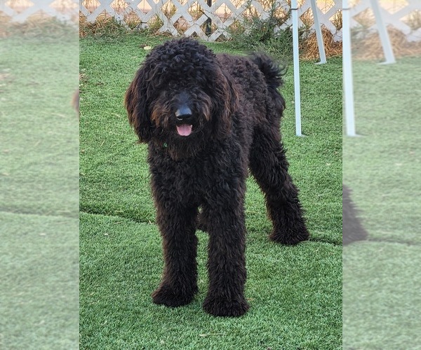 Medium Photo #1  Breeder Profile in SAN DIEGO, CA, USA