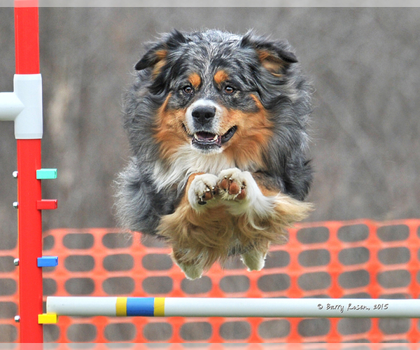 Medium Photo #1  Breeder Profile in PINE PLAINS, NY, USA