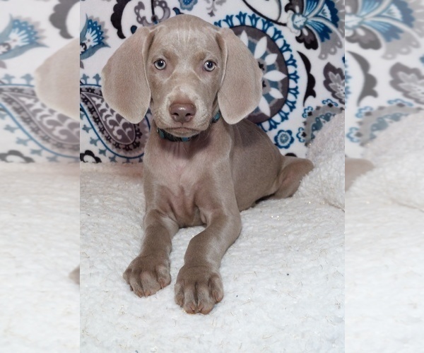 Medium Photo #6  Breeder Profile in LEWISBURG, KY, USA
