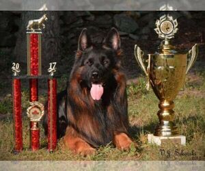 German Shepherd Dog Dog Breeder near FOSTER, RI, USA