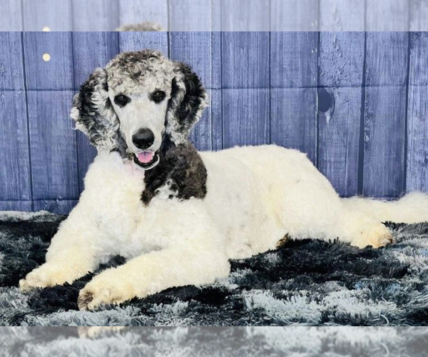 Medium Photo #19  Breeder Profile in BRANDON, FL, USA