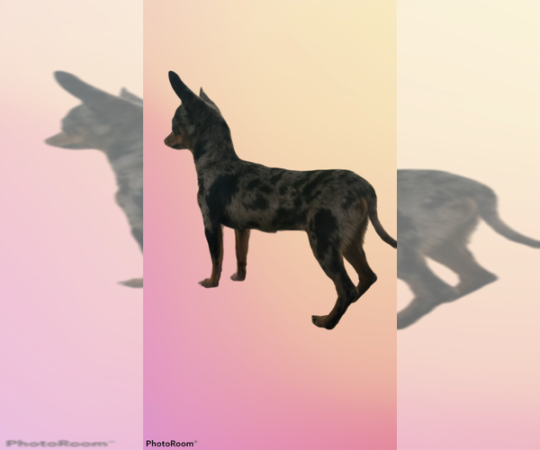 Medium Photo #1  Breeder Profile in TOOL, TX, USA