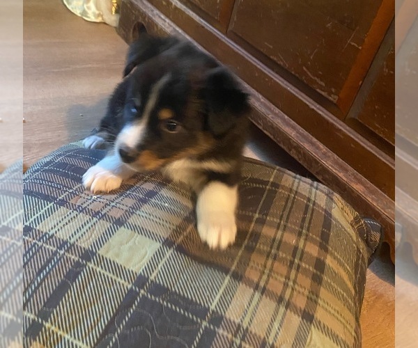 Medium Photo #15  Breeder Profile in ONAWAY, MI, USA