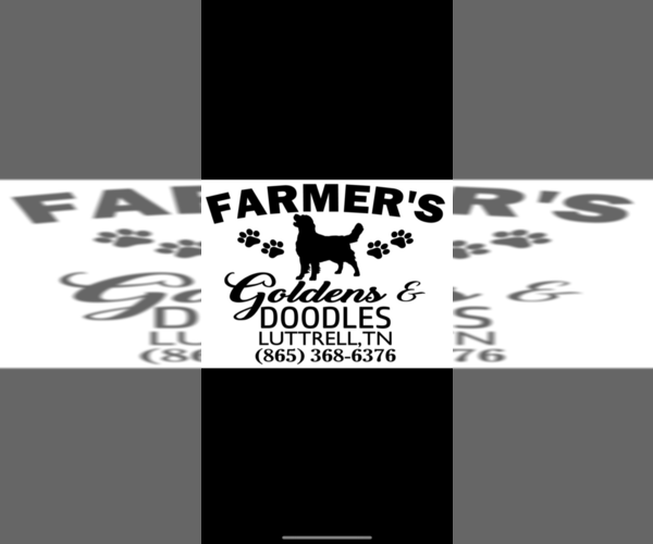 Medium Photo #1  Breeder Profile in LUTTRELL, TN, USA