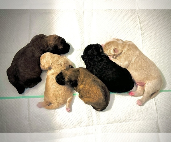 Medium Photo #11  Breeder Profile in CAPE CORAL, FL, USA