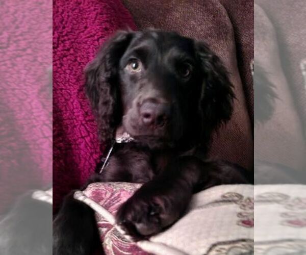 Medium Photo #1  Breeder Profile in LEXINGTON, SC, USA