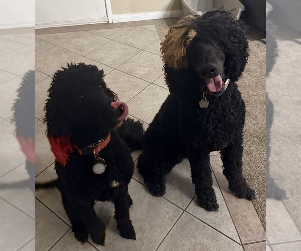 Medium Photo #4  Breeder Profile in ROSAMOND, CA, USA