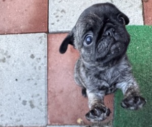 Pug Dog Breeder near LUMBER BRIDGE, NC, USA