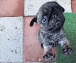 Small breeder photo