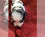 Small #104 Breeder Profile image