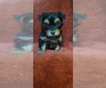 Small #295 Breeder Profile image