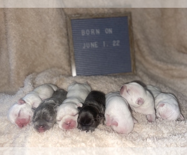 Medium Photo #1  Breeder Profile in MIAMI, FL, USA