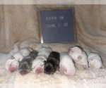 Small breeder photo