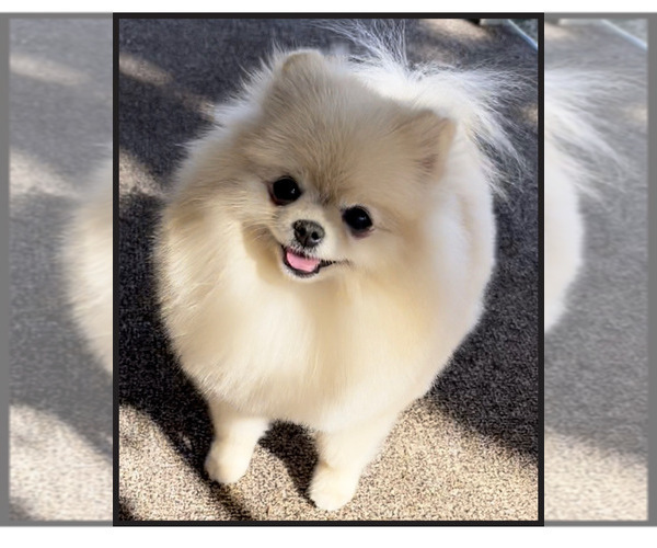 Medium Photo #14  Breeder Profile in BLANCHARD, OK, USA