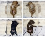 Small breeder photo